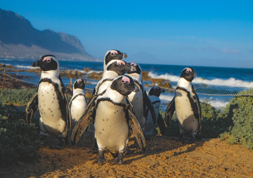 Pingüinos en la playa de Sudáfrica